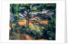 The Large Pine, 1895-97 by Paul Cezanne