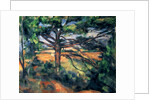 The Large Pine, 1895-97 by Paul Cezanne