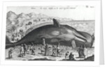 Dead whale by German School