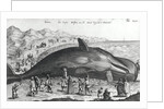 Dead whale by German School