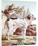 A Pointer by School French