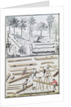 Ms 131k Different species of tree and sawing logs by Claude Masse