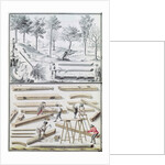 Ms 131k Different species of tree and sawing logs by Claude Masse