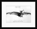 Avion III, 'The Bat' by French School