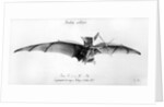 Avion III, 'The Bat' by French School