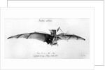 Avion III, 'The Bat' by French School