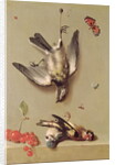 Still Life of Dead Birds and Cherries, 1712 by Jean-Baptiste Oudry