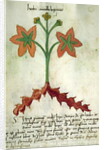 Ms 320 M Fol.13r Herba Antollas Lupanas by Italian School