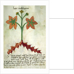 Ms 320 M Fol.13r Herba Antollas Lupanas by Italian School