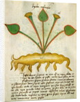 Ms 320 M Fol.29v Herba Nastrusio by Italian School