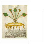 Ms 320 M Fol.29v Herba Nastrusio by Italian School