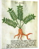 Ms 320 M Fol.31 Herba Poleximas by Italian School