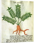 Ms 320 M Fol.31 Herba Poleximas by Italian School