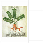 Ms 320 M Fol.31 Herba Poleximas by Italian School