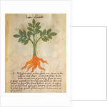 Ms 320 M fol.14r Herba Cancealis by Italian School