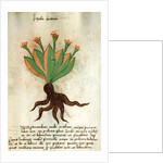 Ms 320 M Fol.34r Herba Victoria by Italian School