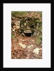 Covered entrance to a tumulus by Prehistoric Prehistoric