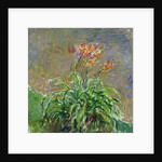Hemerocallis, 1914-17 by Claude Monet