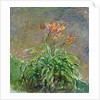 Hemerocallis, 1914-17 by Claude Monet