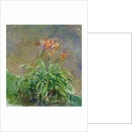 Hemerocallis, 1914-17 by Claude Monet