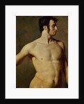 Male Torso by Jean Auguste Dominique Ingres