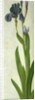 An Iris by Albrecht Dürer or Duerer