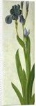 An Iris by Albrecht Dürer or Duerer