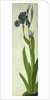 An Iris by Albrecht Dürer or Duerer