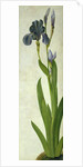 An Iris by Albrecht Dürer or Duerer