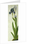 An Iris by Albrecht Dürer or Duerer