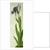An Iris by Albrecht Dürer or Duerer