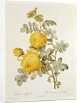 Rosa Sulfurea from 'Les Roses' by Claude Antoine Thory engraved by Eustache Hyacinthe Langlois 1817 by Pierre Joseph Redoute