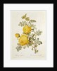 Rosa Sulfurea from 'Les Roses' by Claude Antoine Thory engraved by Eustache Hyacinthe Langlois 1817 by Pierre Joseph Redoute