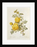 Rosa Sulfurea from 'Les Roses' by Claude Antoine Thory engraved by Eustache Hyacinthe Langlois 1817 by Pierre Joseph Redoute