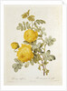 Rosa Sulfurea from 'Les Roses' by Claude Antoine Thory engraved by Eustache Hyacinthe Langlois 1817 by Pierre Joseph Redoute
