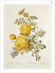 Rosa Sulfurea from 'Les Roses' by Claude Antoine Thory engraved by Eustache Hyacinthe Langlois 1817 by Pierre Joseph Redoute
