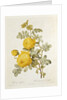 Rosa Sulfurea from 'Les Roses' by Claude Antoine Thory engraved by Eustache Hyacinthe Langlois 1817 by Pierre Joseph Redoute