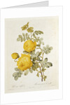 Rosa Sulfurea from 'Les Roses' by Claude Antoine Thory engraved by Eustache Hyacinthe Langlois 1817 by Pierre Joseph Redoute