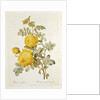 Rosa Sulfurea from 'Les Roses' by Claude Antoine Thory engraved by Eustache Hyacinthe Langlois 1817 by Pierre Joseph Redoute