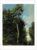 The Wood on the Cote de Grace in Honfleur by Jean Baptiste Camille Corot
