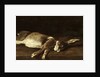 Still Life with a Hare, 1863 by Francois Bonvin