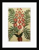 Fern with red and yellow flowers by French School