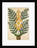 Fern with yellow flowers by French School