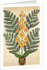 Fern with yellow flowers by French School
