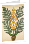 Fern with yellow flowers by French School