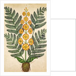 Fern with yellow flowers by French School