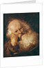 Head of an Old Man by Jean-Honore Fragonard