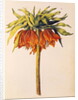 Crown Imperial Lily or Fritillary by Nicolas Robert