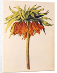 Crown Imperial Lily or Fritillary by Nicolas Robert