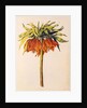 Crown Imperial Lily or Fritillary by Nicolas Robert